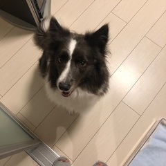 ボーダーコリー♀ - 犬