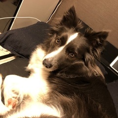 ボーダーコリー♀