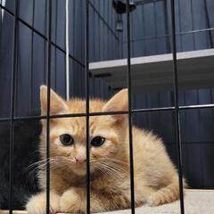 里親様仮決定 茶トラと黒猫の子猫
