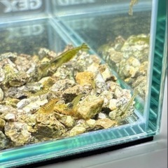 ミナミヌマエビ　10匹