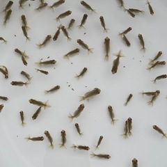 受付終了‼️の画像