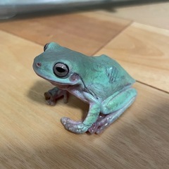 イエアメガエル