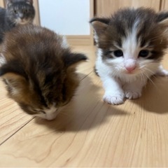 【募集停止中】子猫の里親募集。