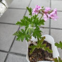 ハーブゼラニウム