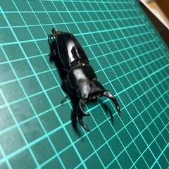 国産オオクワガタ　山梨県韮崎産　♂単品　
