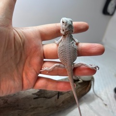 フトアゴヒゲトカゲZERO