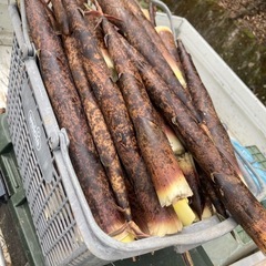 たけのこ　筍　タケノコの画像