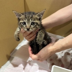 子猫 里親募集 生後１ヶ月ぐらい