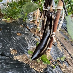 【6/15(日)限定】野菜セット
