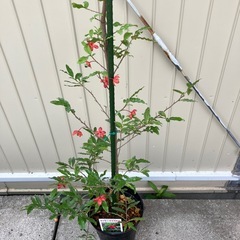 常緑樹　ミッキーマウスの木　オクナ　セルラータの画像
