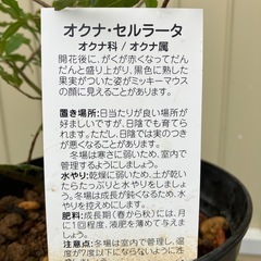 常緑樹　ミッキーマウスの木　オクナ　セルラータの画像