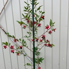 常緑樹　ミッキーマウスの木　オクナ　セルラータの画像