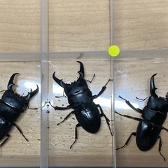 本土ヒラタクワガタ　３ペア

