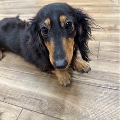 可愛がってくれる方を探してます