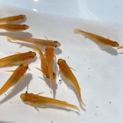 楊貴妃メダカ卵30個