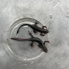 アカハライモリ🔥2匹