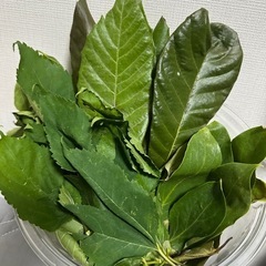 富山県魚津産 びわの葉・桑の葉・柿の葉ミックス 完全無農薬 小動物の餌