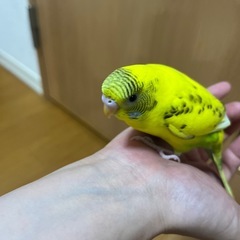 イエローハルクイン、ブルーパイド