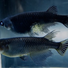 黒天幻龍ブルーアイメダカ卵20個の画像