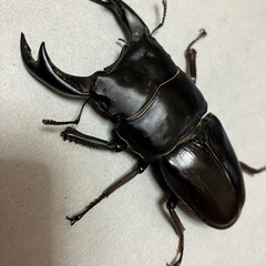 🉐🉐 オオクワガタ ペア川西産（元木SP）♂B77.5 ♀50　菌糸ビン入りの画像