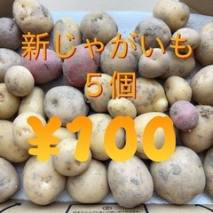 【6/15(日)限定】新じゃが5個