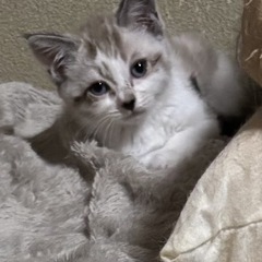 子猫ちゃんの里親募集　シャム系のブルーの目の子猫ちゃんです。