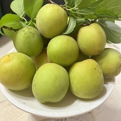 青梅