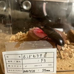 本土ヒラタクワガタ　オス単品