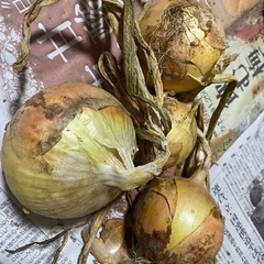無農薬自然栽培の新玉ねぎ