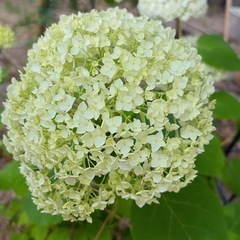 アナベル（色：白→緑）の画像