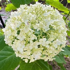 アナベル（色：白→緑）の画像