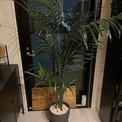 IKEA イケア　FEJKA フェイカ フェイクグリーン ケンチャヤシ