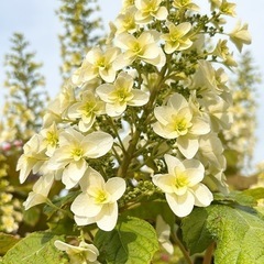 【短期間のみ出品‼️】柏葉紫陽花