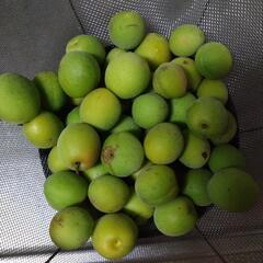 庭で収穫した無農薬梅の実