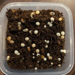 国産カブトムシ オス、メス譲ります‼️の画像