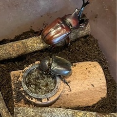 国産カブトムシ オス、メス譲ります‼️の画像