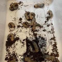 国産カブトムシ オス、メス譲ります‼️の画像