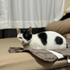 猫母親募集(6才女の子)