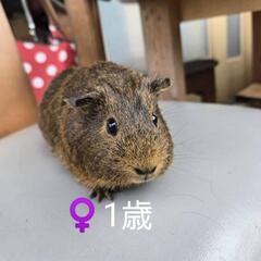 モルモット