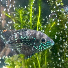 グリーンテラー　シクリッド　熱帯魚の画像