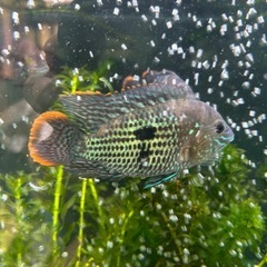 グリーンテラー　シクリッド　熱帯魚の画像