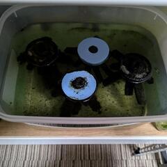 【値下げ】【メダカの針子105匹譲渡】5/25~5/31に採卵