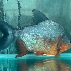 熱帯魚　レッドコロソマ　