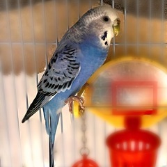 セキセイインコ（恐らくメス）