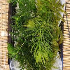 水草(マツモ) ※無農薬※の画像