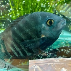熱帯魚  ターコイズブルーセベラム
