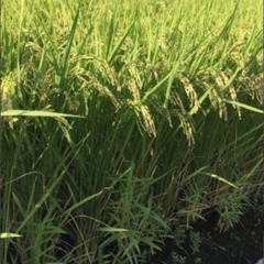 残り1袋　令和6年　京都市・左京区産　新米　お米（玄米、減農薬）...