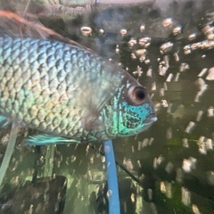 熱帯魚　コバルトブルーアカラ