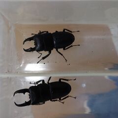 ヒラタクワガタオス55mm２匹メス１匹