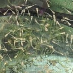メダカミックス稚魚15匹